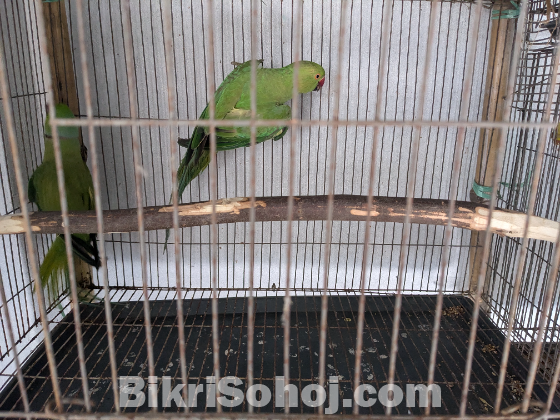 ইন্টিয়ান রিং নেট